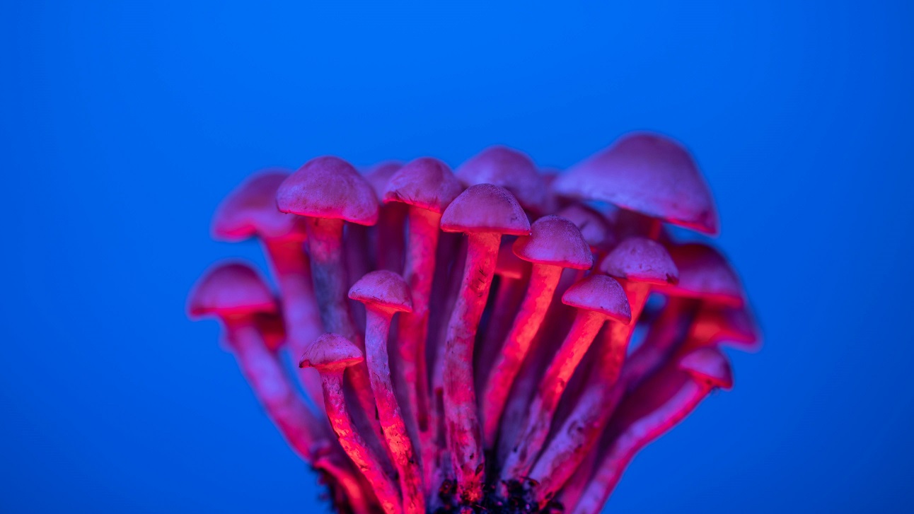 What Are Psychedelics? Types, Effects & Beginner Guide