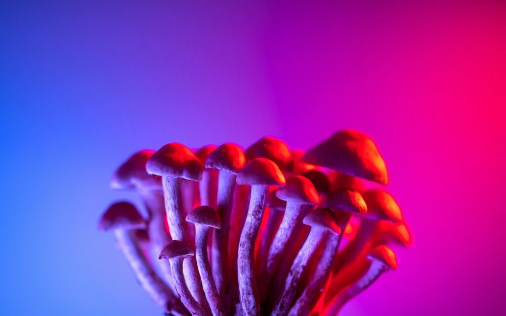 Cluster of small mushrooms lit with vibrant blue and pink neon lighting against a gradient background