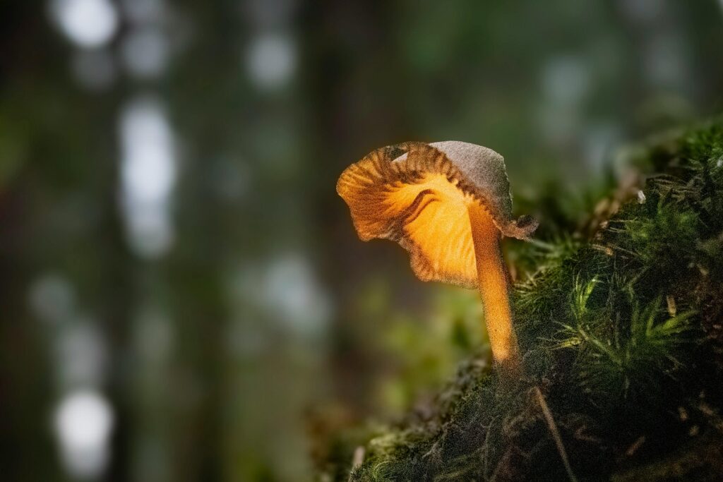 Small orange wild mushroom glowing in forest light, growing from mossy ground with blurred trees in background