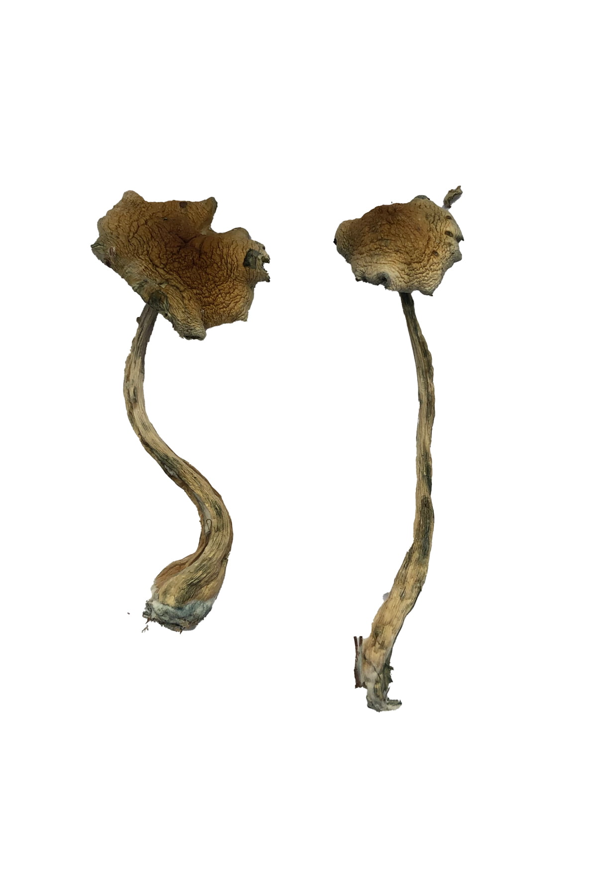 Alacabenzi Mushrooms