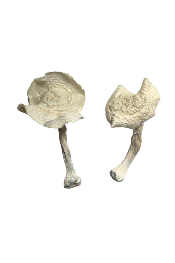 Albino Louisiana Magic Mushrooms