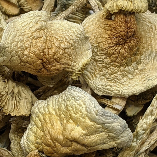 ALBINO GOLDEN TEACHER MAGIC MUSHROOMS
